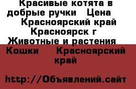 Красивые котята в добрые ручки › Цена ­ 10 - Красноярский край, Красноярск г. Животные и растения » Кошки   . Красноярский край